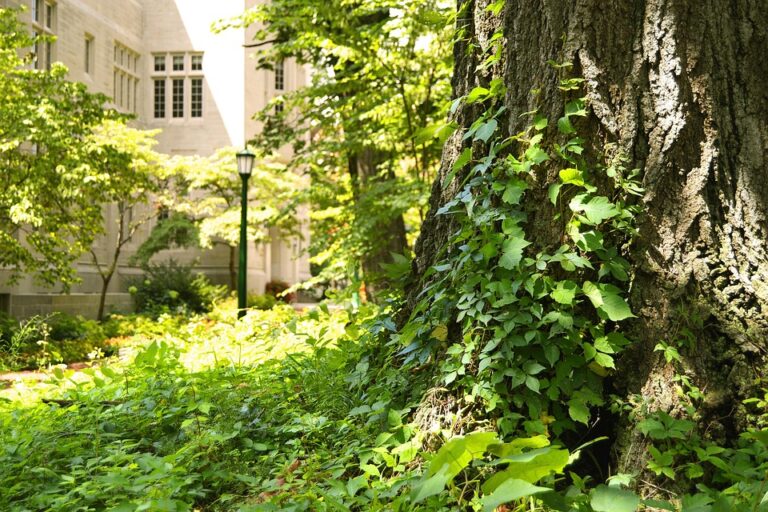 Kontribusi Universitas Sulawesi Barat dalam Pembangunan Daerah dan Masyarakat Lokal